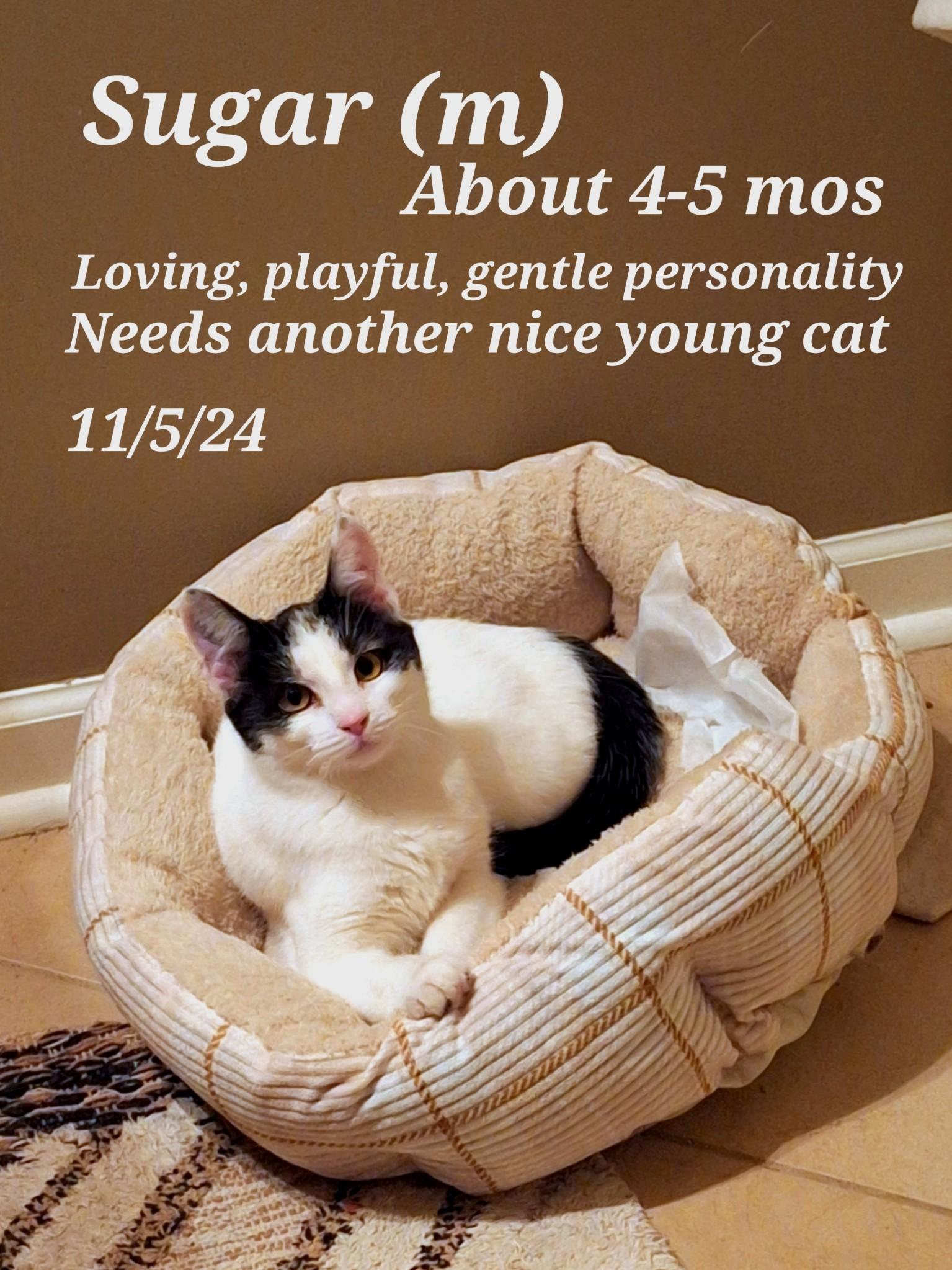 Enlarge Sugar and Sherry and  Shyann, a Adoptable mixed breed in Staunton, VA image 5/6