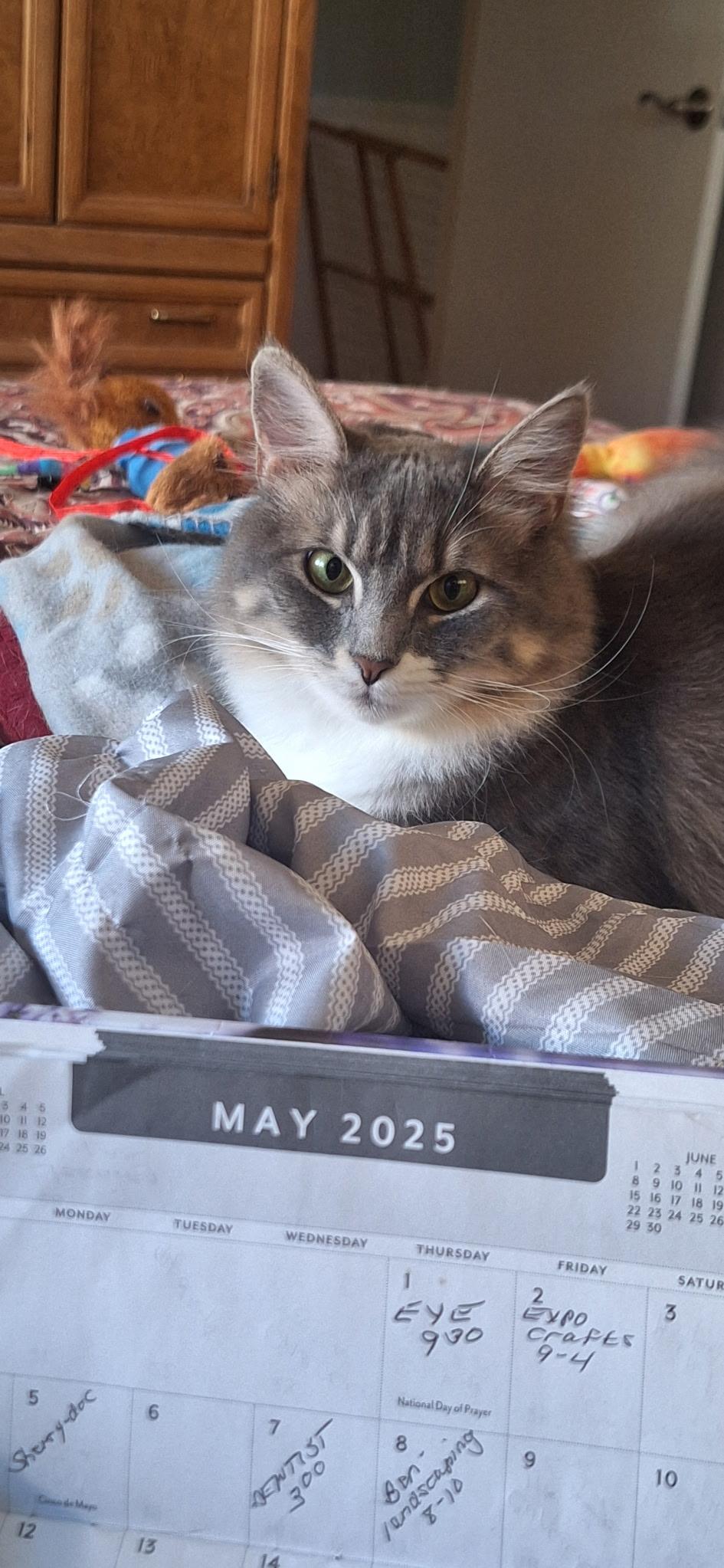 Enlarge Sugar and Sherry and  Shyann, a Adoptable mixed breed in Staunton, VA image 6/6