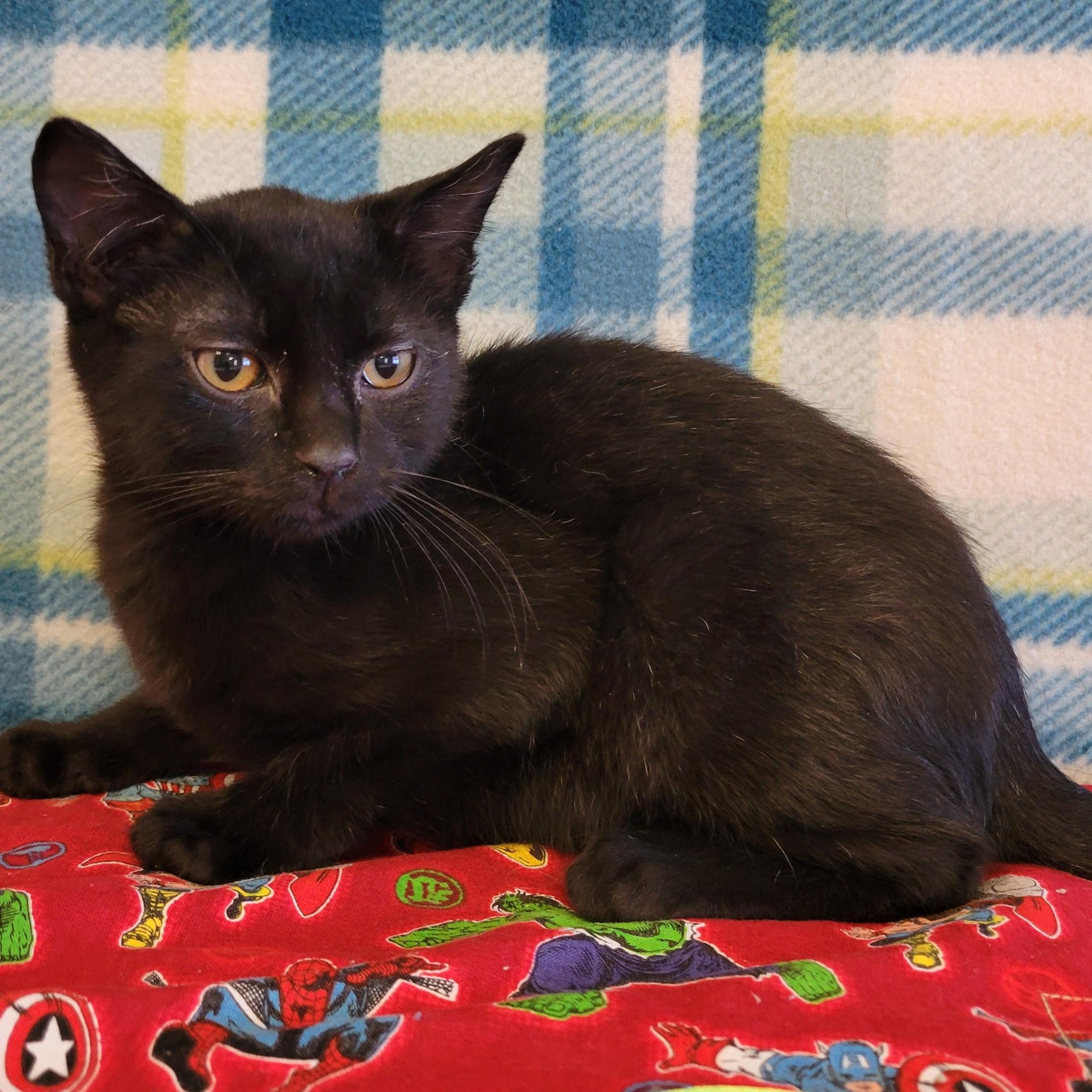 Felipe, ADOPTABLE, Young Male Domestic Short Hair.