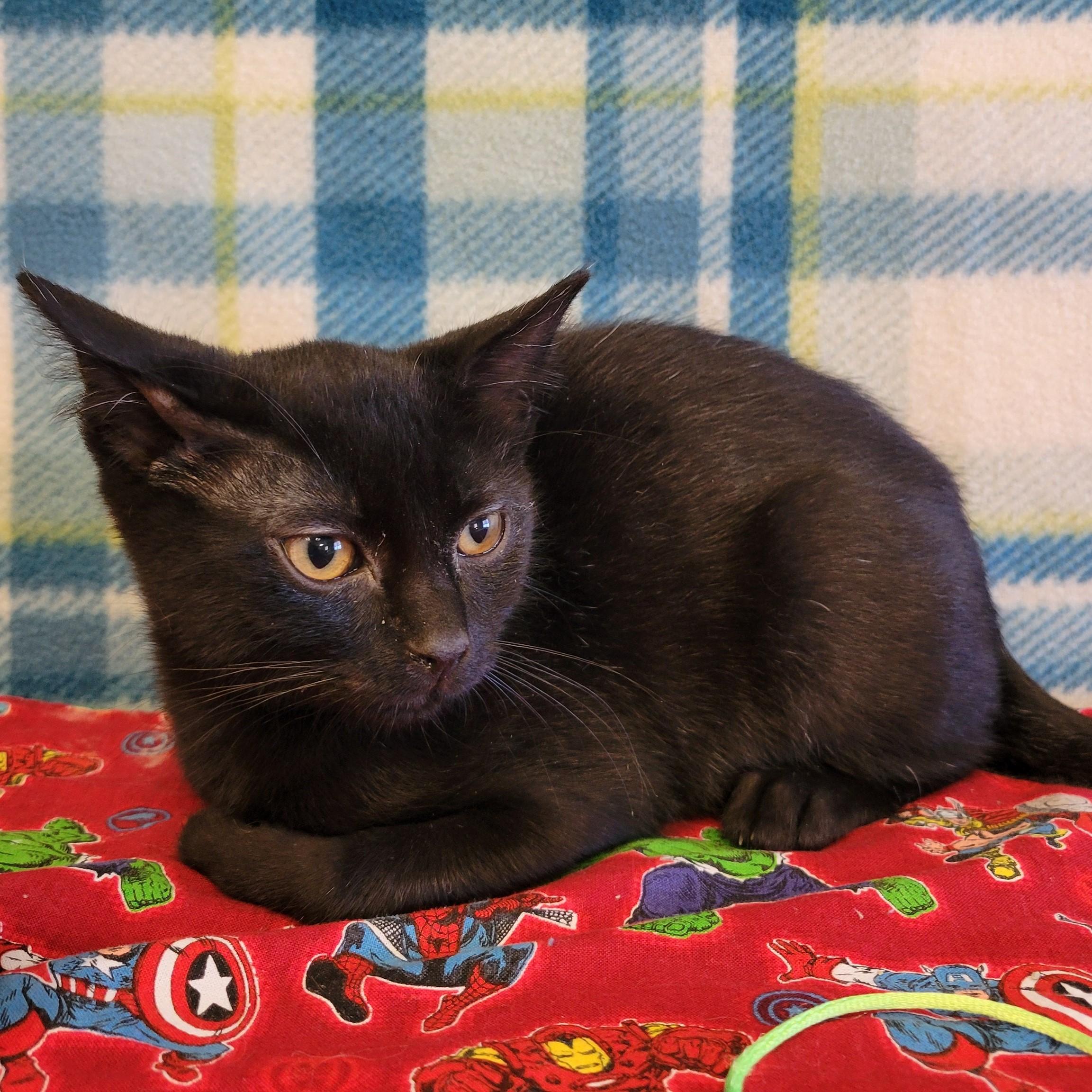 Enlarge Felipe, a ADOPTABLE mixed breed in ALPINE, TX image 4/5
