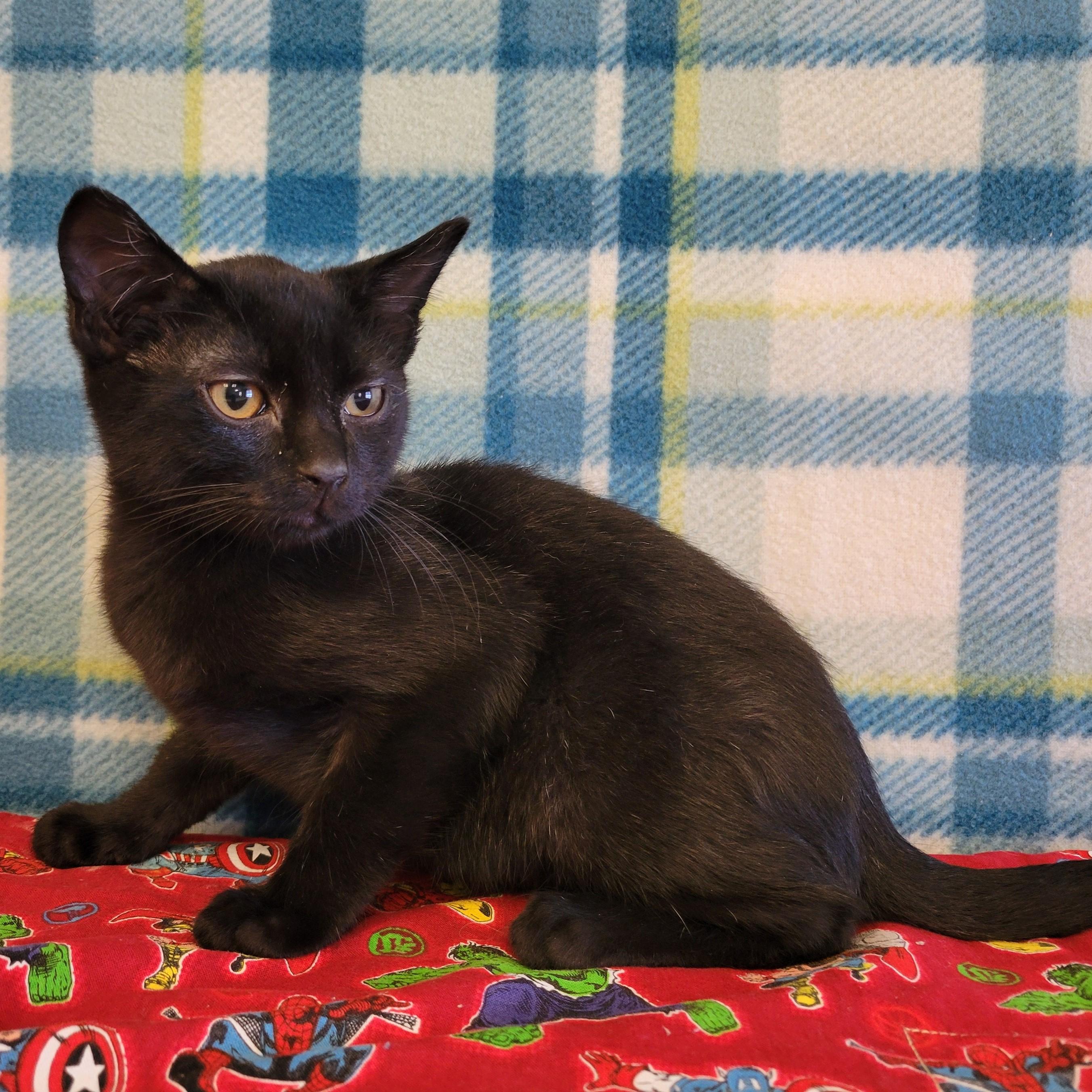 Enlarge Felipe, a ADOPTABLE mixed breed in ALPINE, TX image 5/5