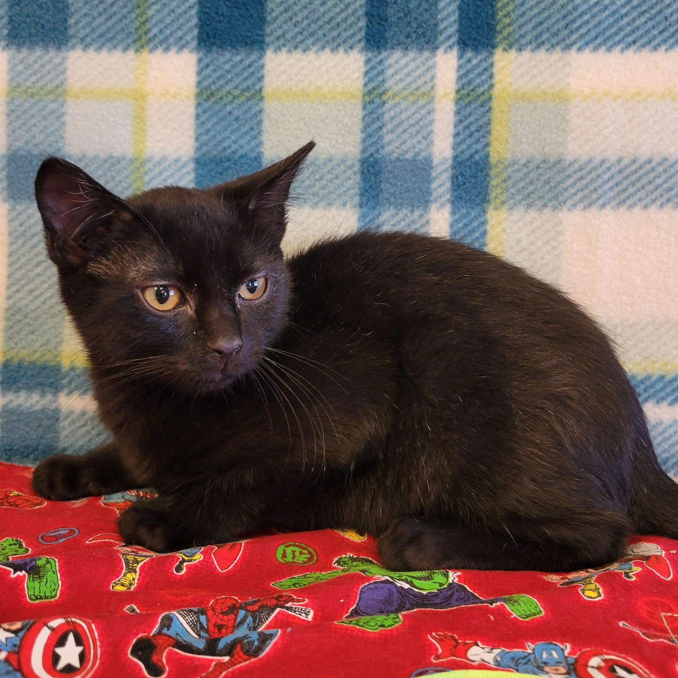 Enlarge Felipe, a ADOPTABLE mixed breed in ALPINE, TX image 3/5