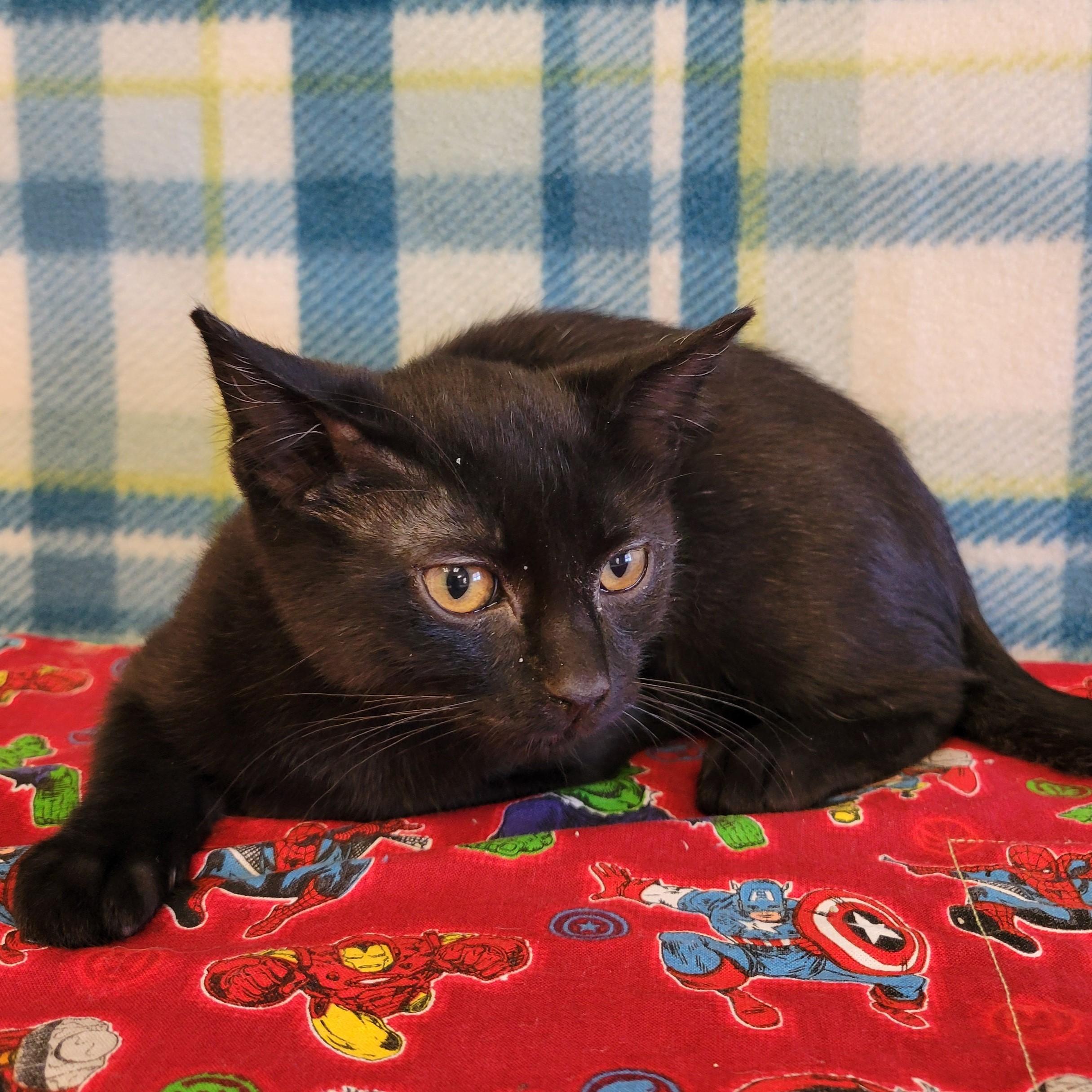 Enlarge Felipe, a ADOPTABLE mixed breed in ALPINE, TX image 2/5