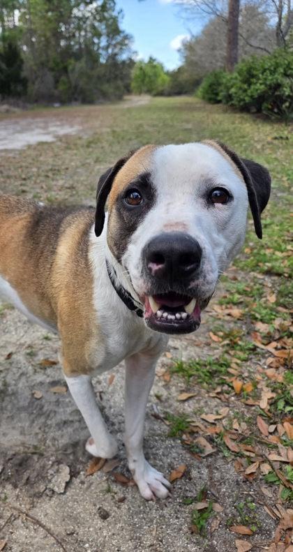 Enlarge Glitch, a Adoptable mixed breed in Palm Coast, FL image 1/3