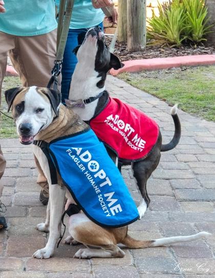 Enlarge Glitch, a Adoptable mixed breed in Palm Coast, FL image 2/3