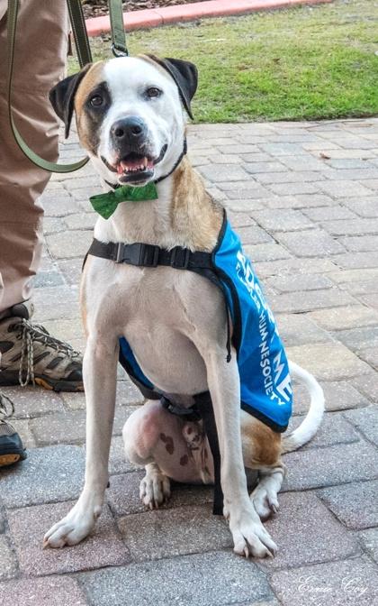 Enlarge Glitch, a Adoptable mixed breed in Palm Coast, FL image 3/3