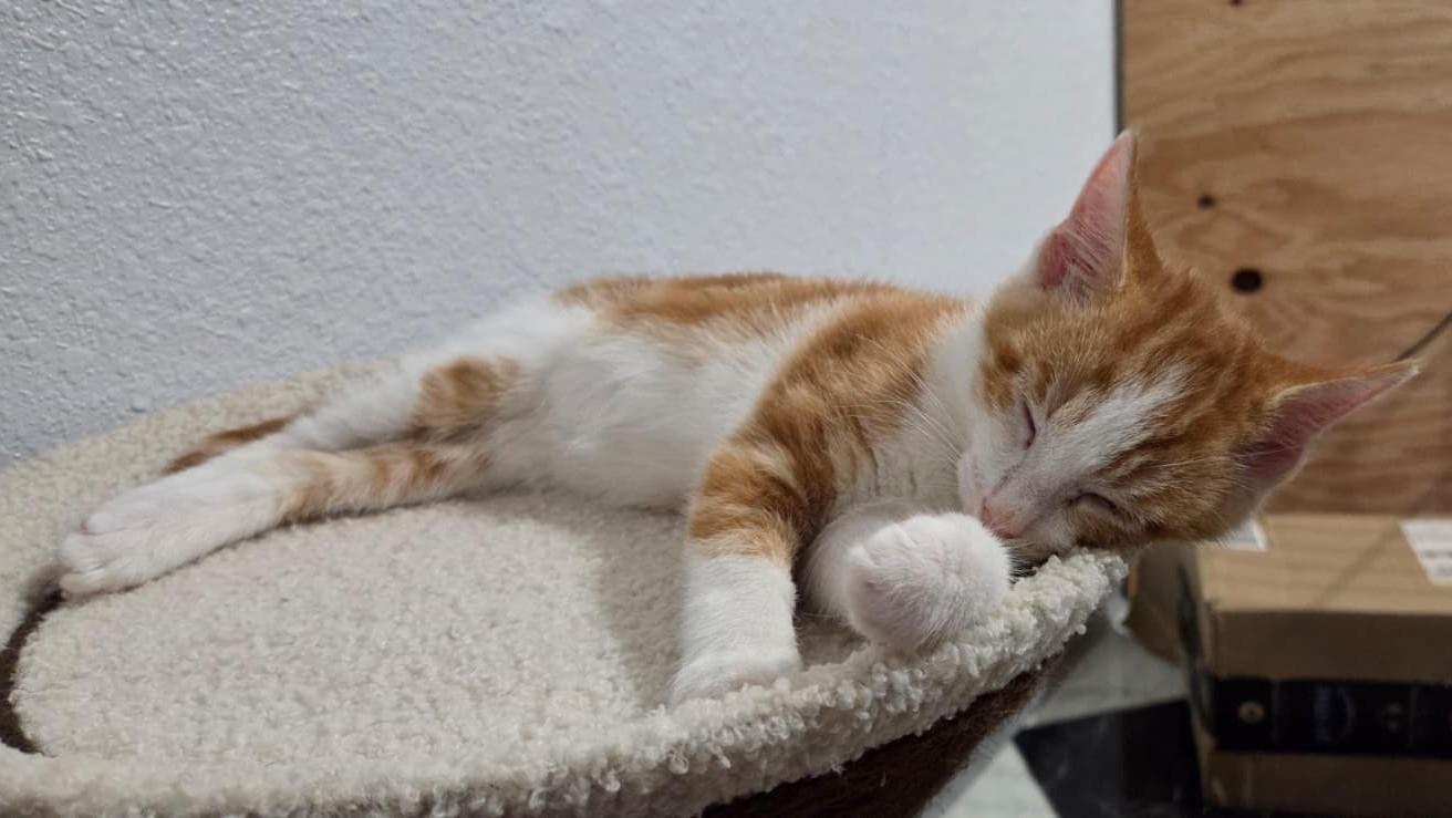 Enlarge Meatball, a Adoptable Domestic Short Hair in Honolulu, HI image 2/2