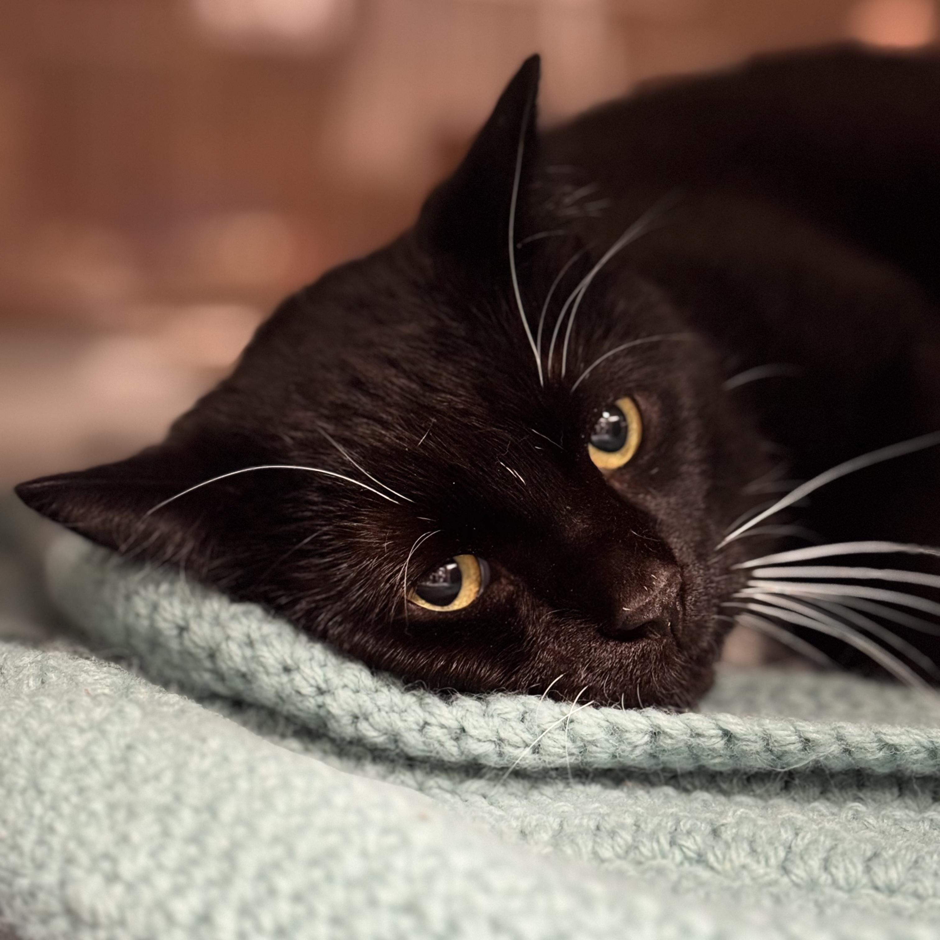 Blackie, Adoptable, Adult Male Domestic Short Hair.
