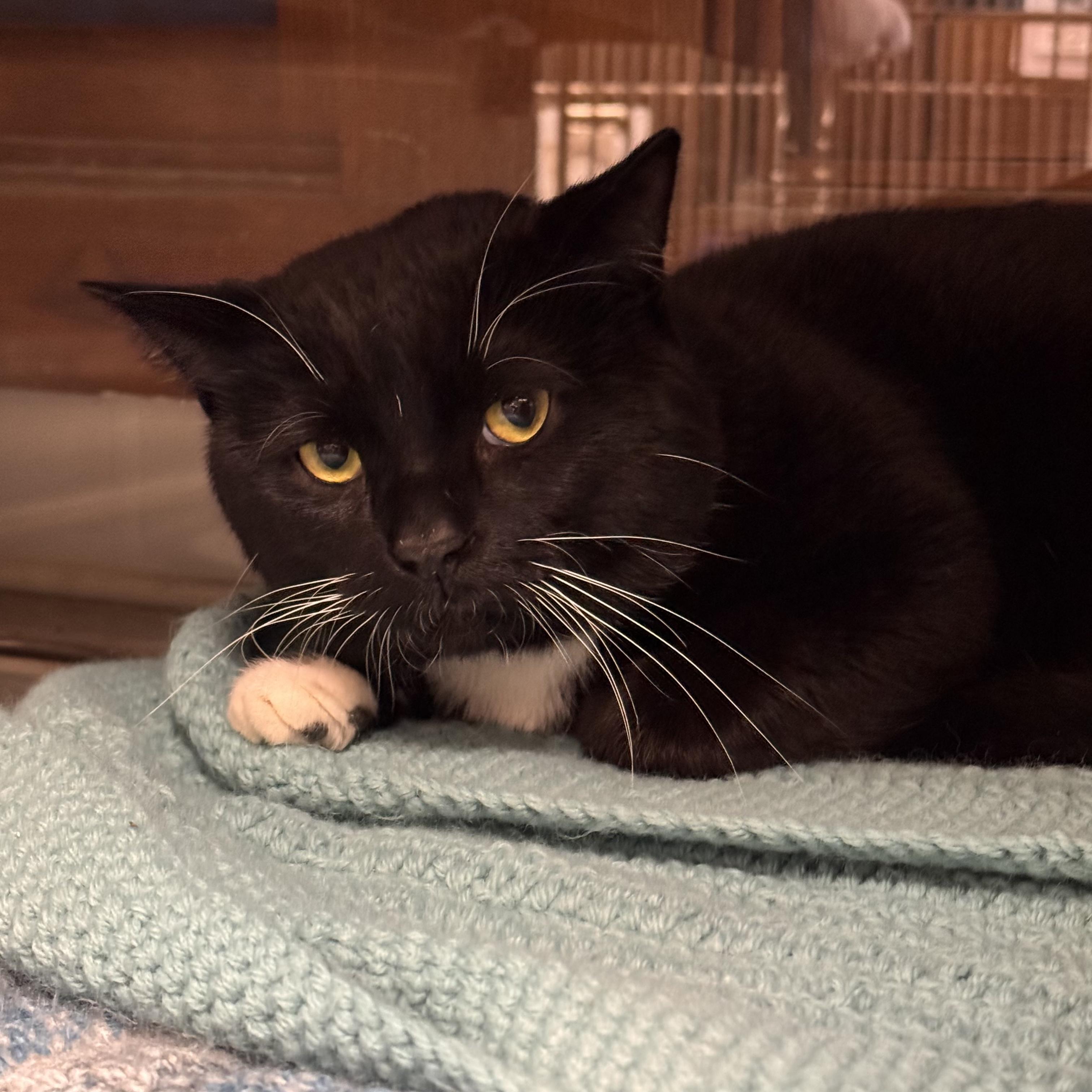 Blackie, a Adoptable Domestic Short Hair in Midland, MI image 2/6