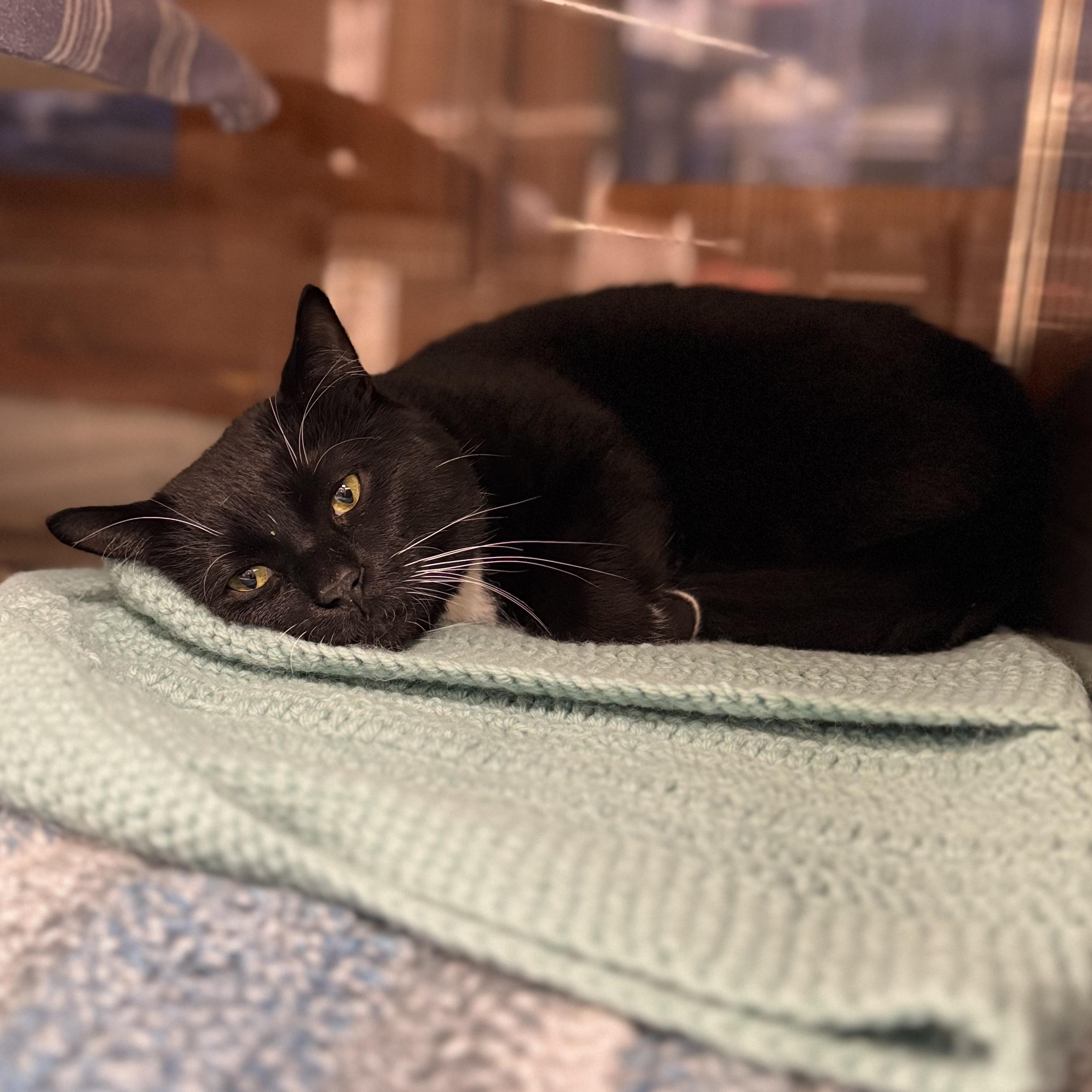 Blackie, a Adoptable Domestic Short Hair in Midland, MI image 3/6