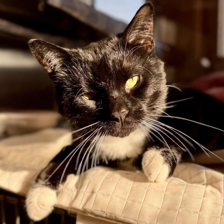 Blackie, Adoptable, Adult Male Domestic Short Hair.