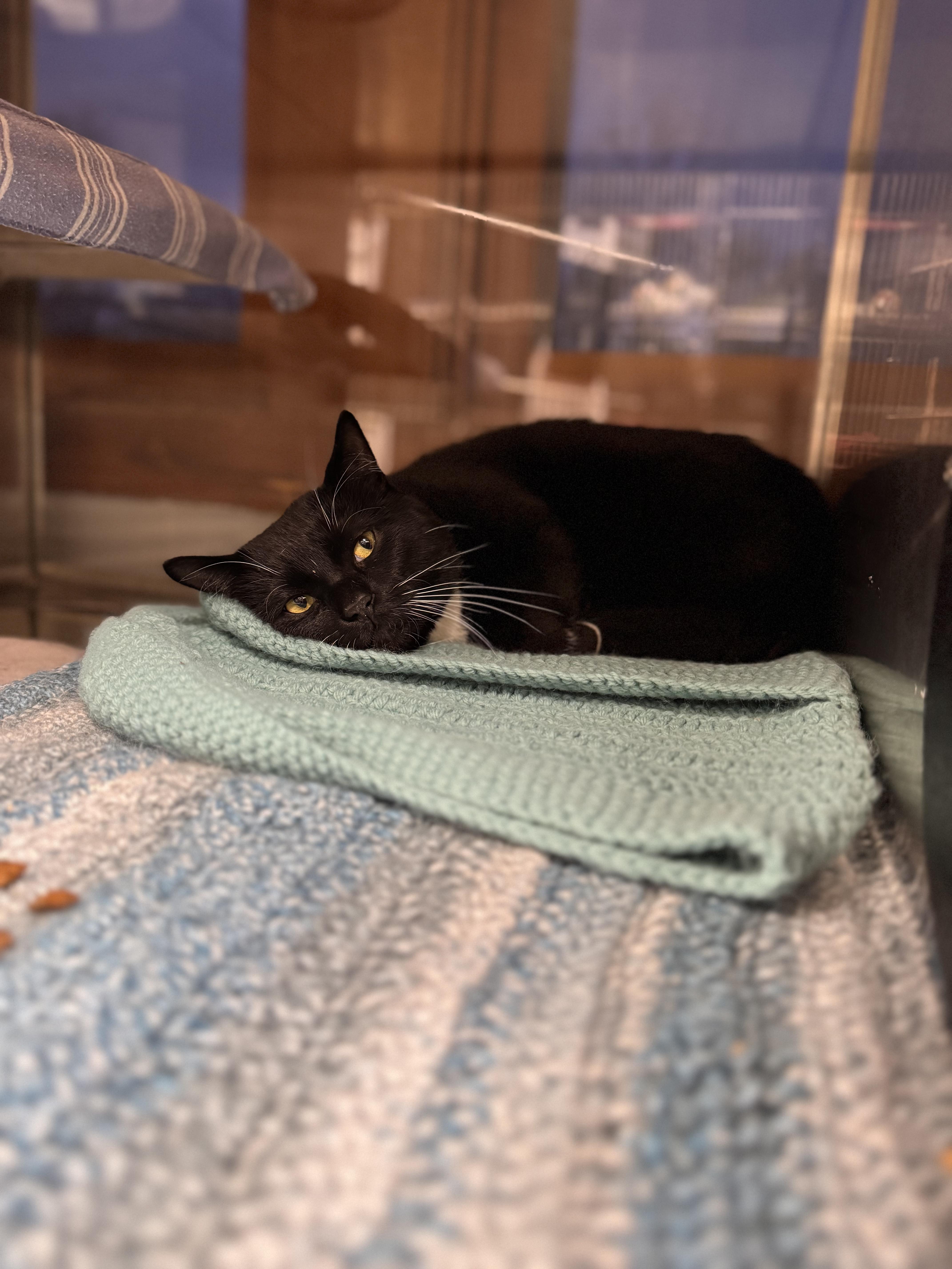 Blackie, a Adoptable Domestic Short Hair in Midland, MI image 4/6