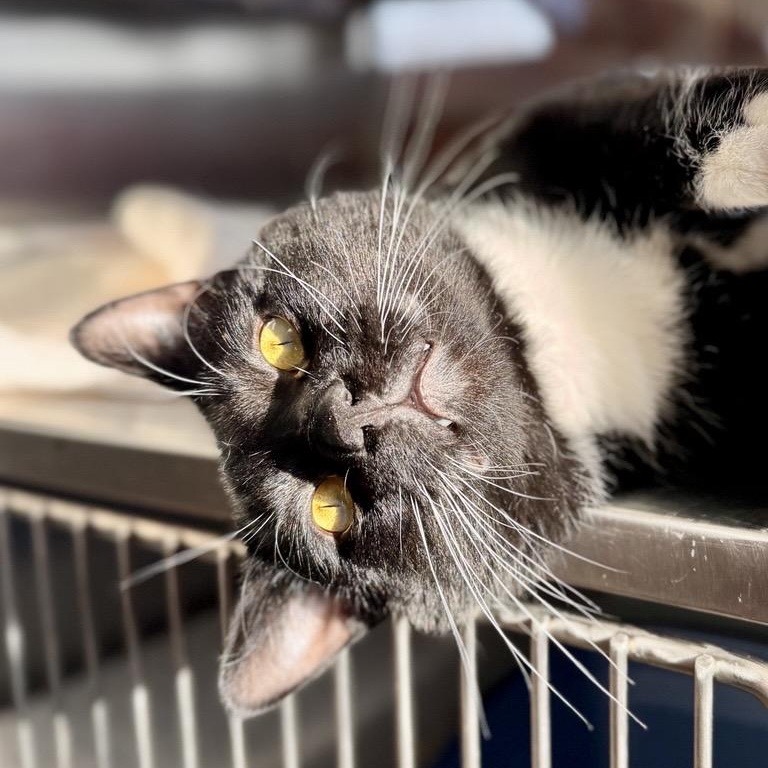 Blackie, Adoptable, Adult Male Domestic Short Hair.