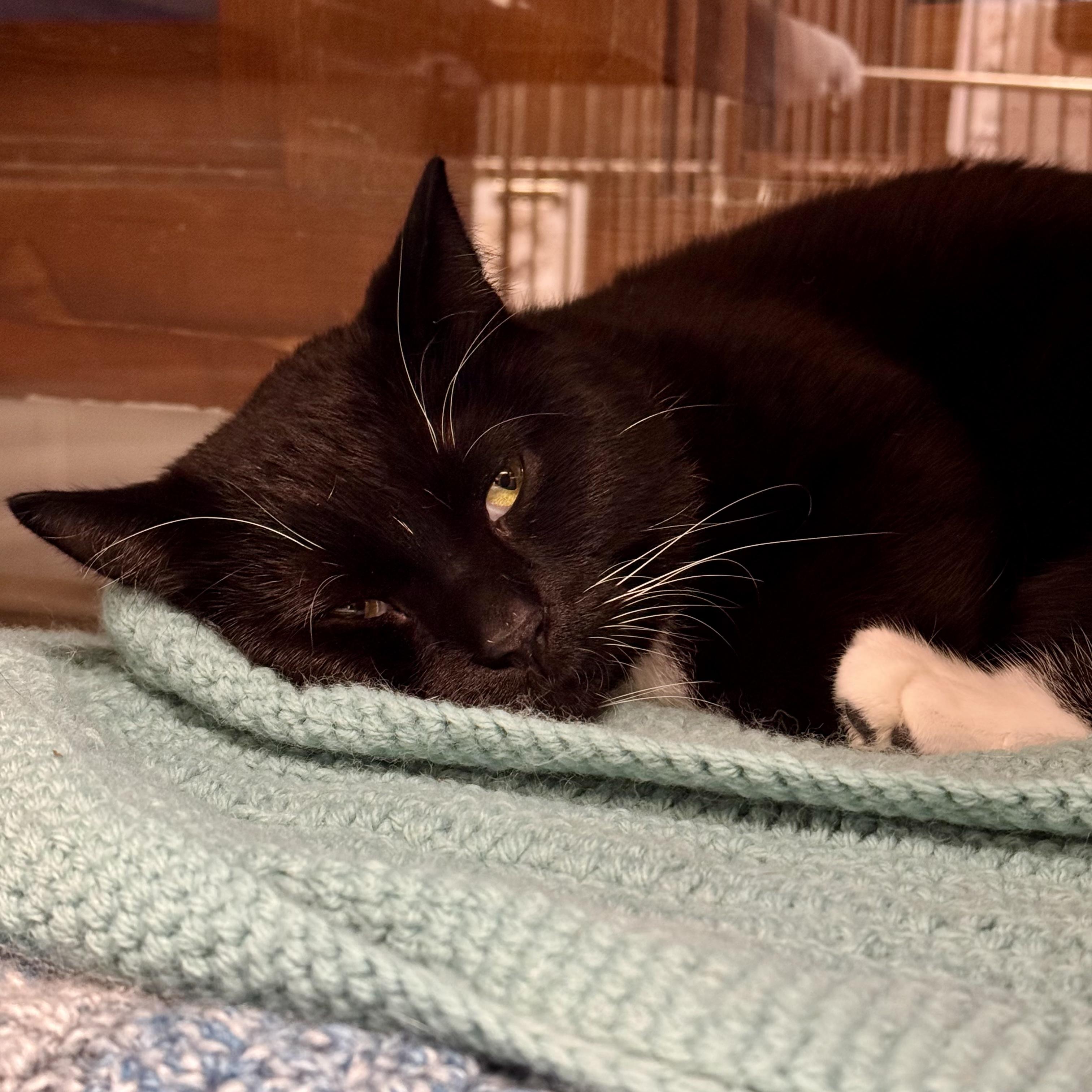 Blackie, a Adoptable Domestic Short Hair in Midland, MI image 5/6