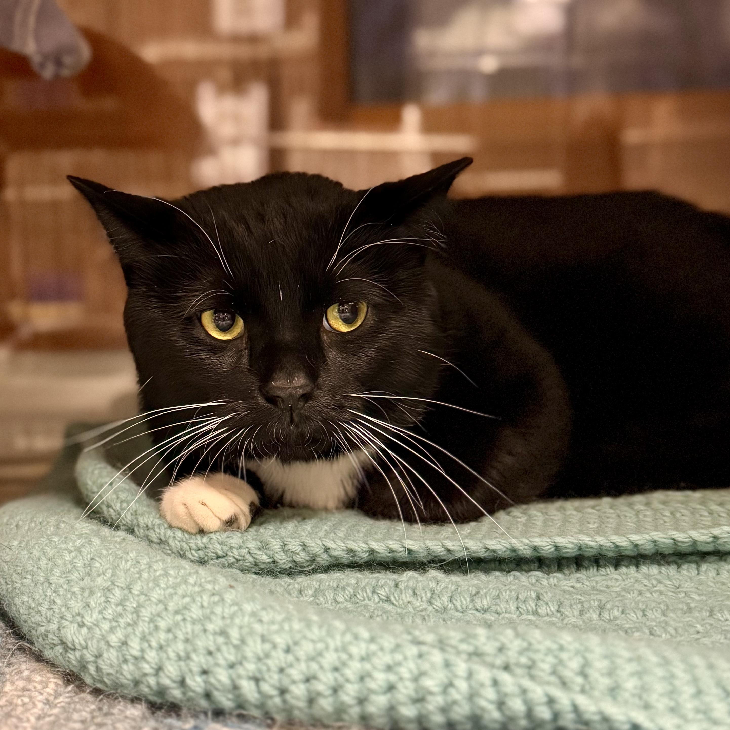 Blackie, a Adoptable Domestic Short Hair in Midland, MI image 6/6