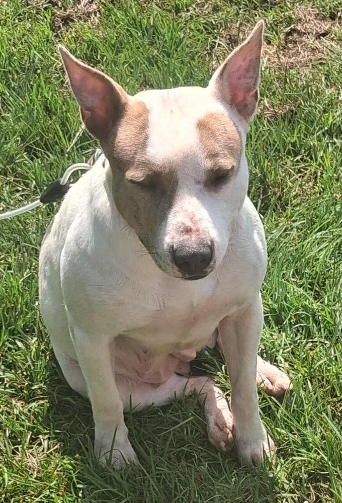 Heather (Mama 2026), Adoptable, Adult Female Pit Bull Terrier.