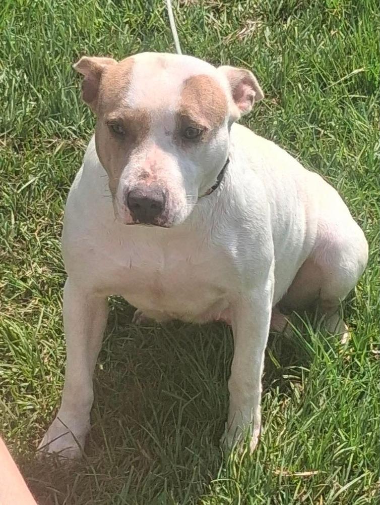 Enlarge Heather   (Mama 2026), a Adoptable mixed breed in Wenonah, NJ image 2/3