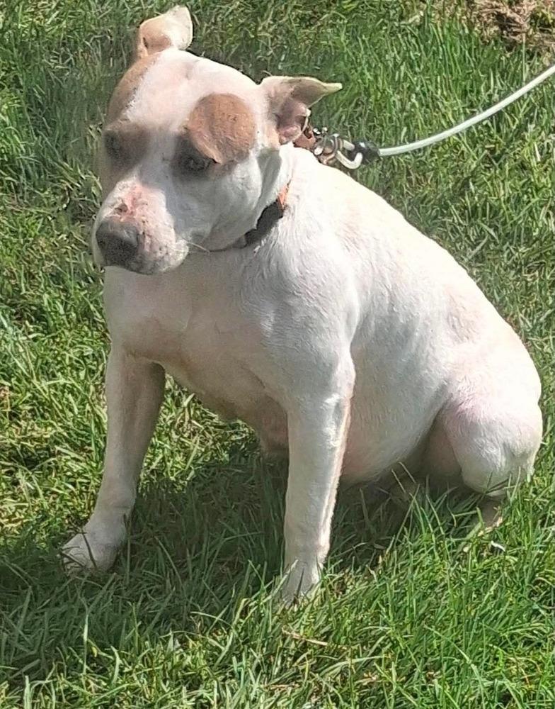 Enlarge Heather   (Mama 2026), a Adoptable mixed breed in Wenonah, NJ image 3/3