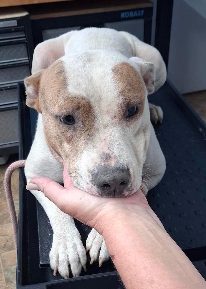 Heather (Mama 2026), Adoptable, Adult Female Pit Bull Terrier.