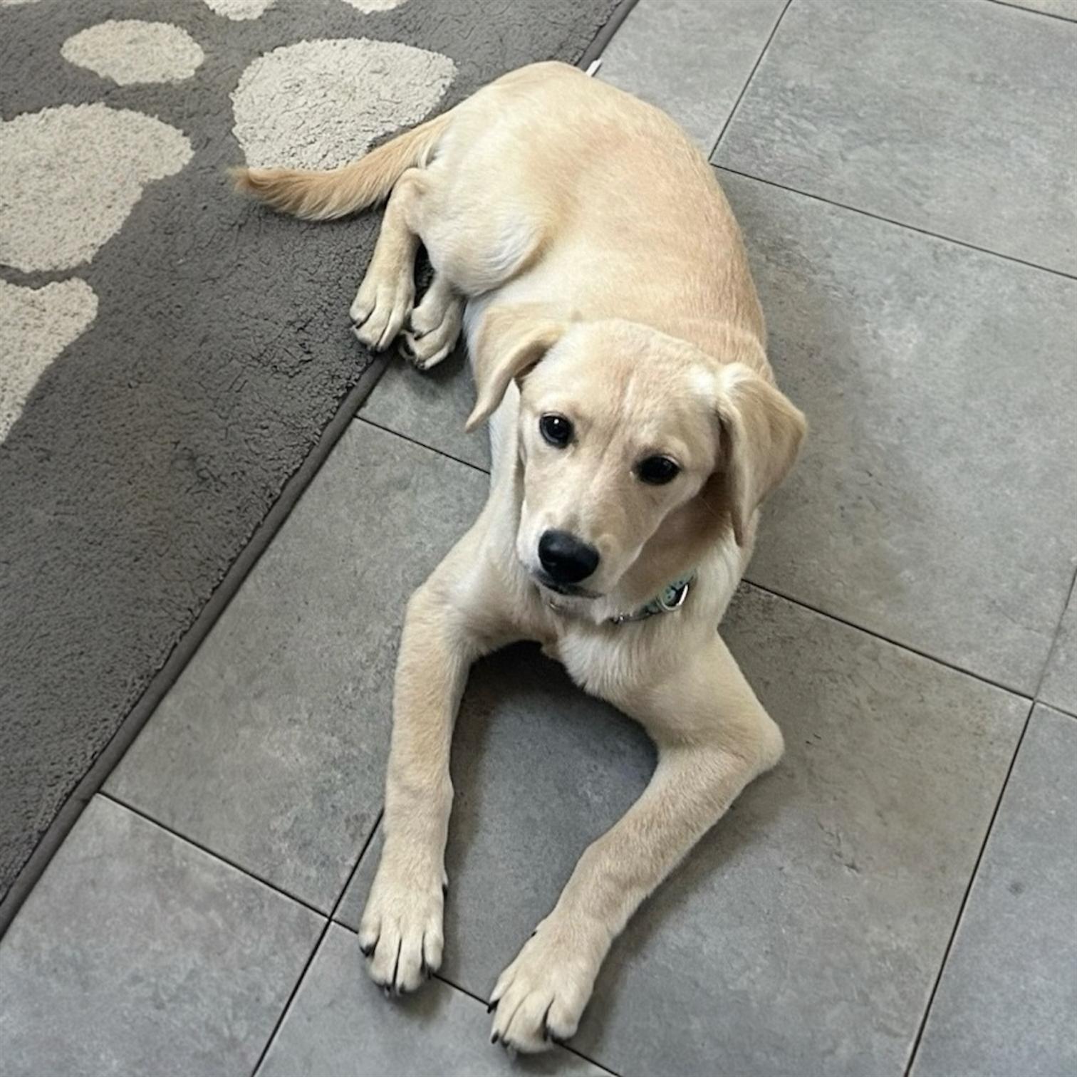 Summer, an adopted mixed breed in Hillsborough, NJ image 3/6