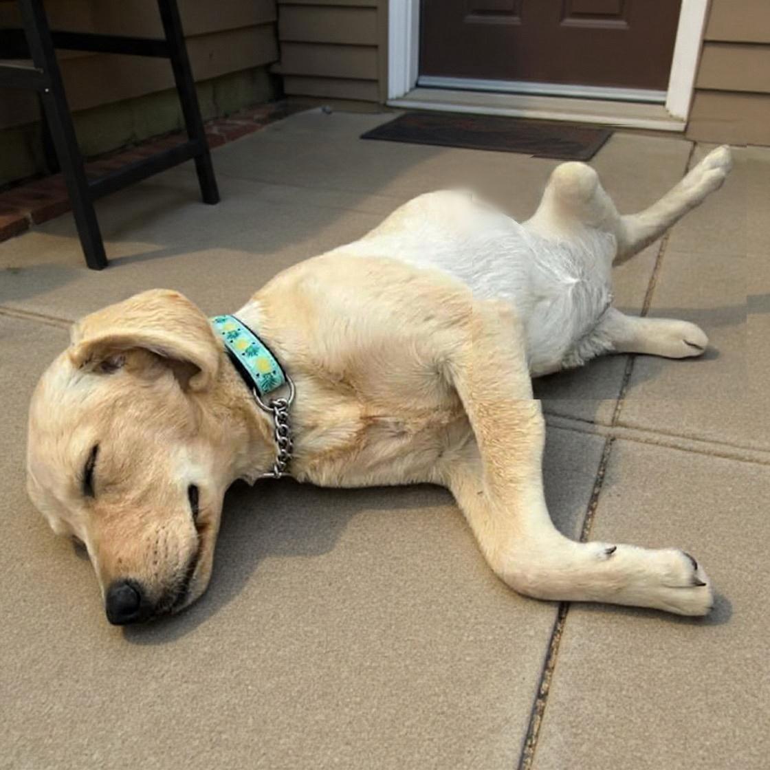 Summer, an adopted mixed breed in Hillsborough, NJ image 4/6