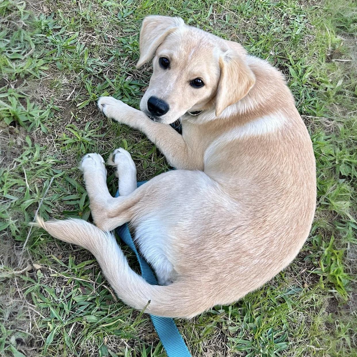 Summer, adopted, Puppy Female Golden Retriever.