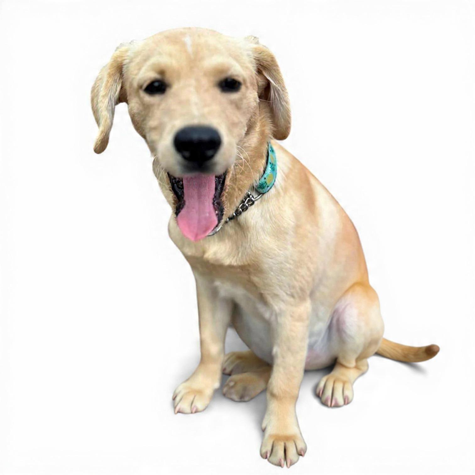 Summer, an adopted mixed breed in Hillsborough, NJ image 2/6