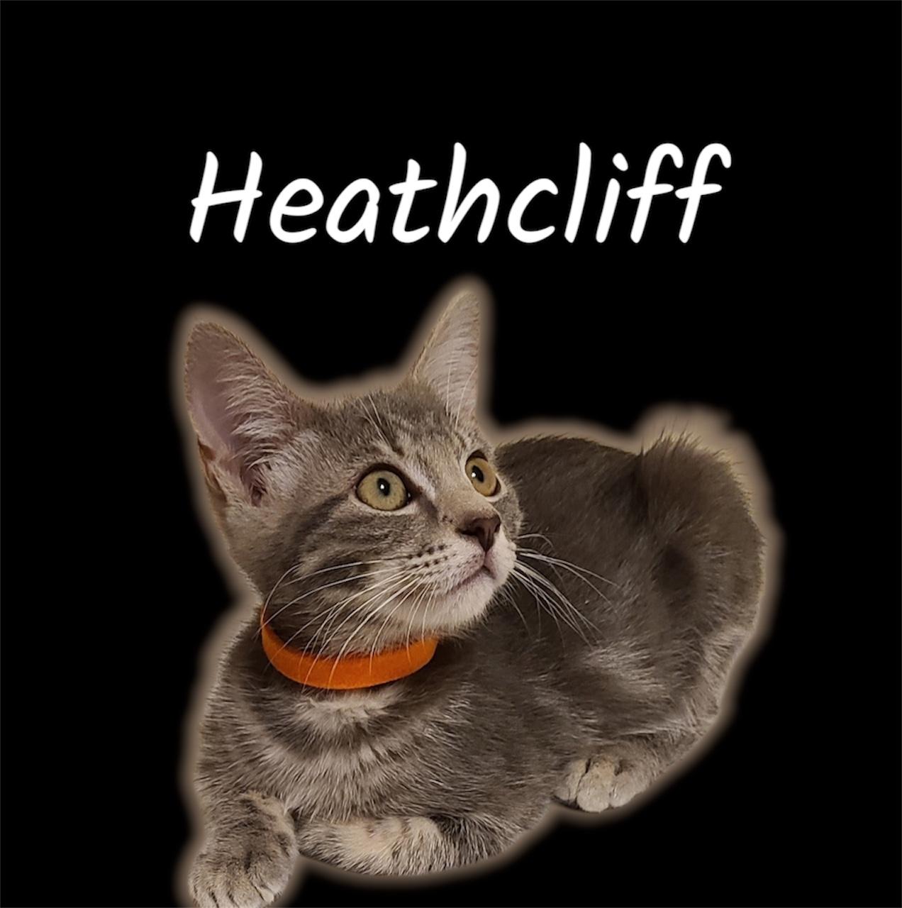 Heathcliff, ADOPTABLE, Kitten Male Domestic Medium Hair.