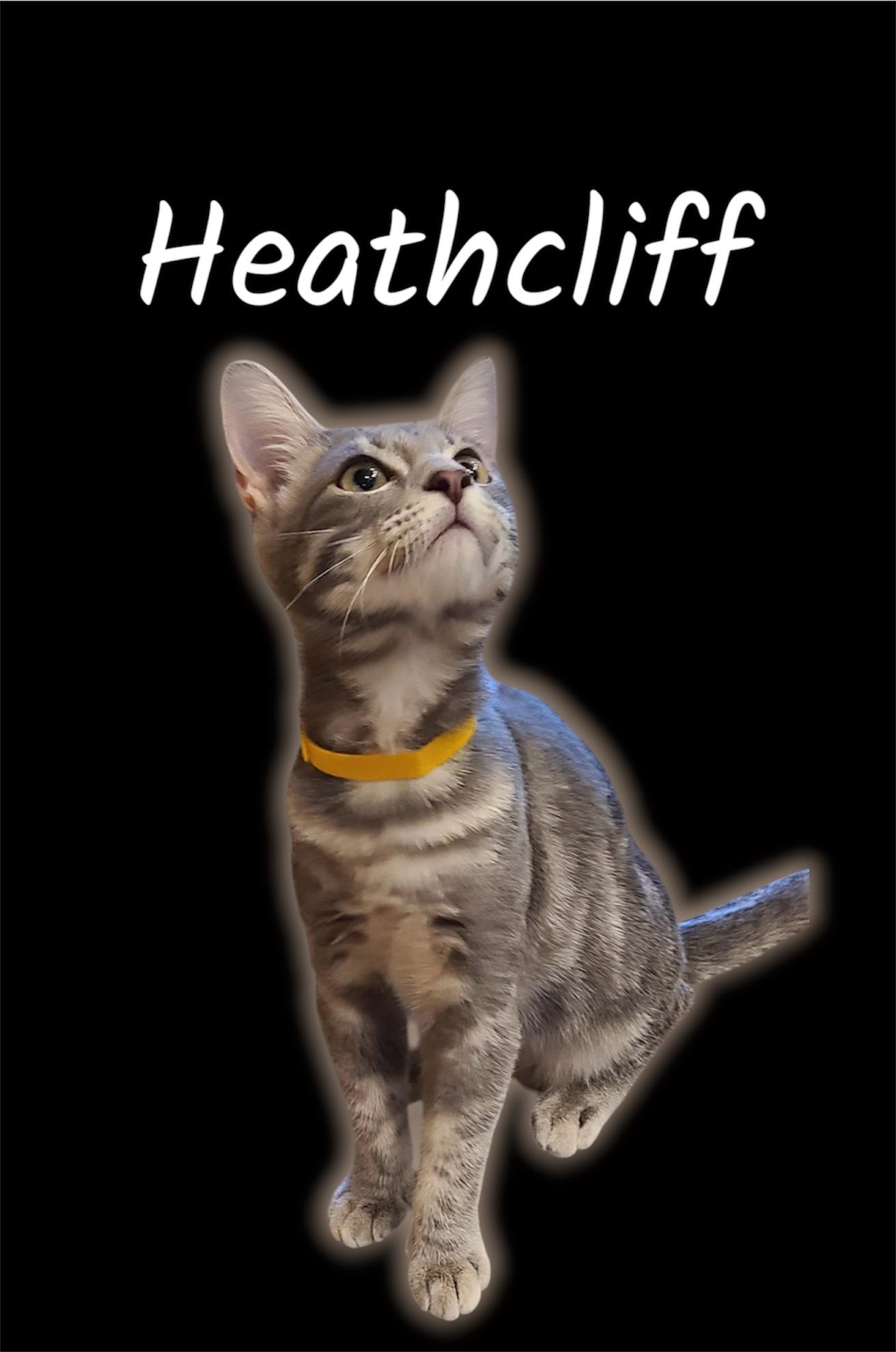 Heathcliff, Adoptable, Kitten Male Domestic Medium Hair.