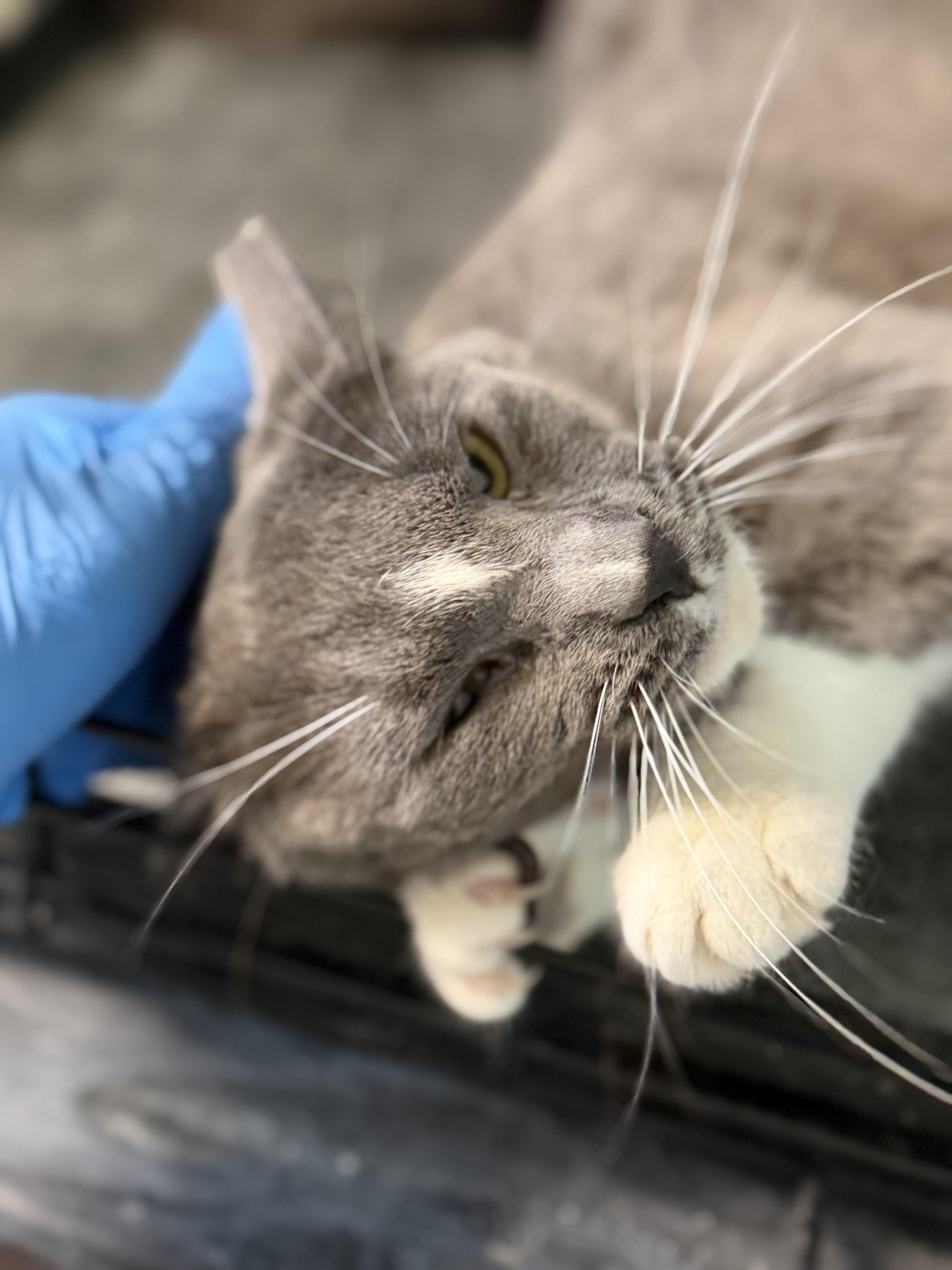 Enlarge Fifi, an adopted Domestic Short Hair in Warren, OH image 4/4