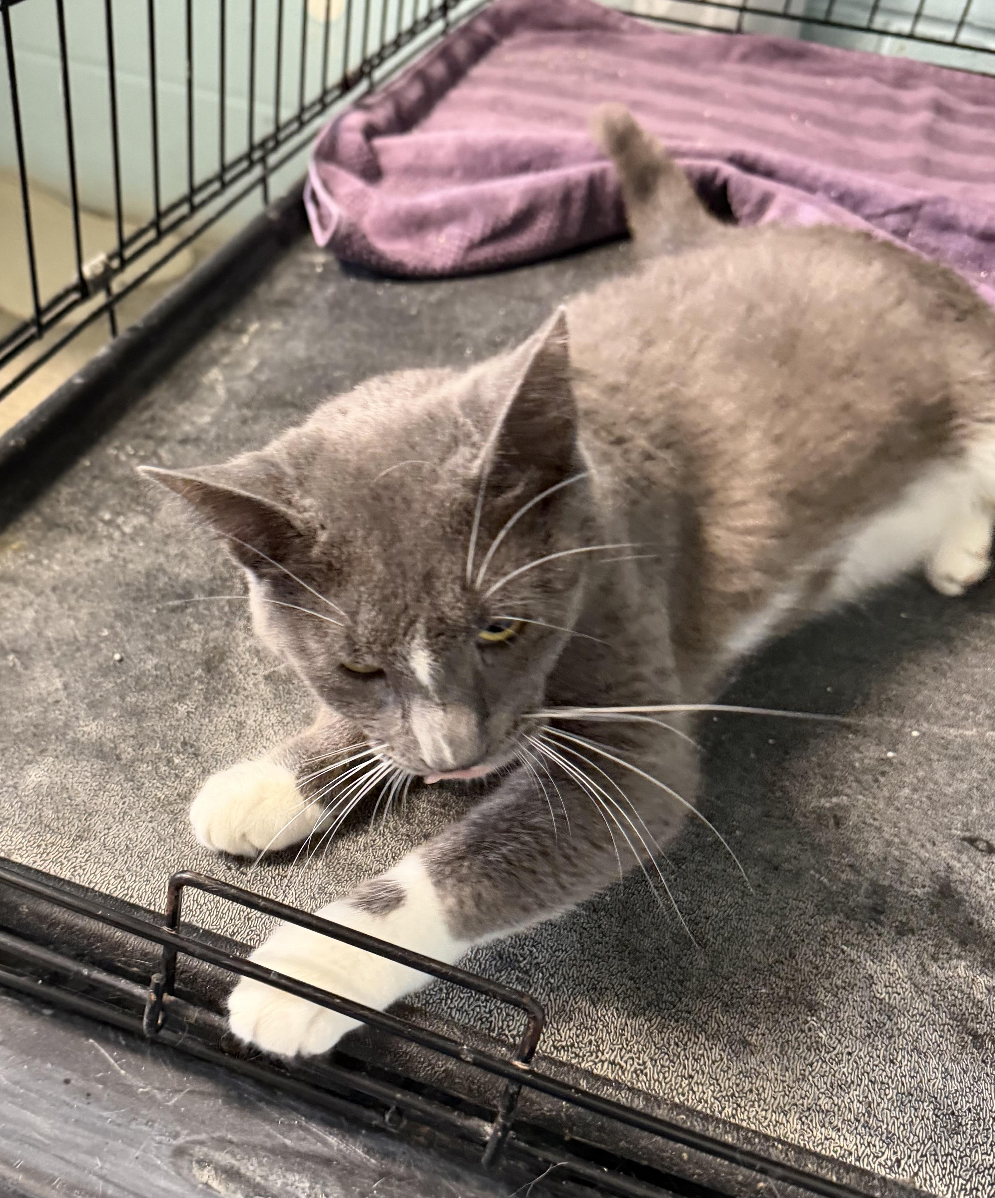 Enlarge Fifi, an adopted Domestic Short Hair in Warren, OH image 3/4