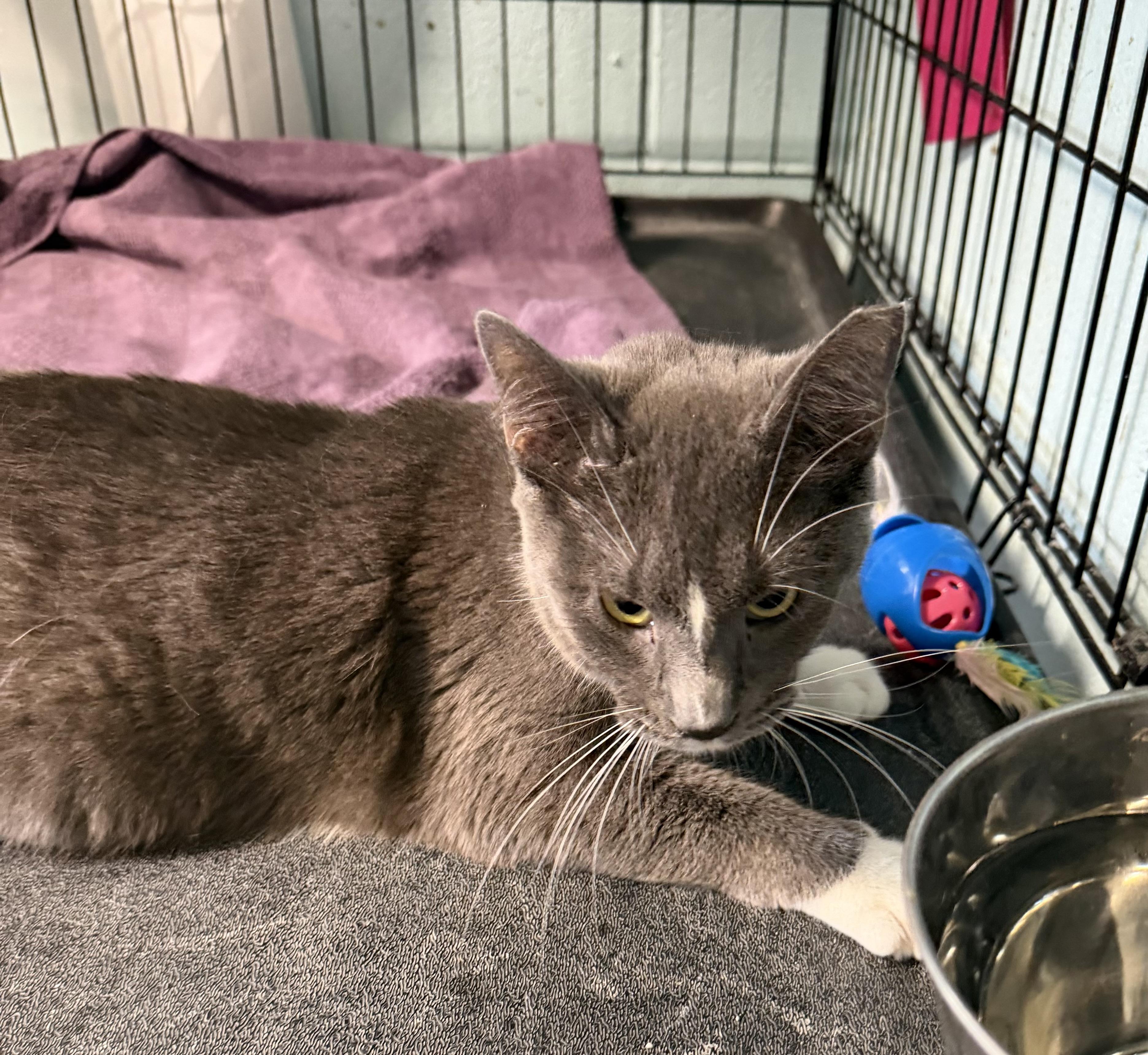 Enlarge Fifi, an adopted Domestic Short Hair in Warren, OH image 2/4