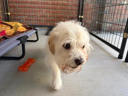 Enlarge Max, a Adoptable mixed breed in Southern Pines, NC image 1/3