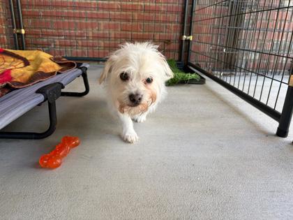 Max, a Adoptable mixed breed in Southern Pines, NC image 1/3