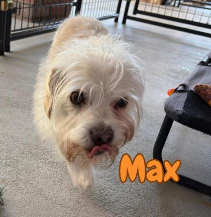 Enlarge Max, a Adoptable mixed breed in Southern Pines, NC image 2/3