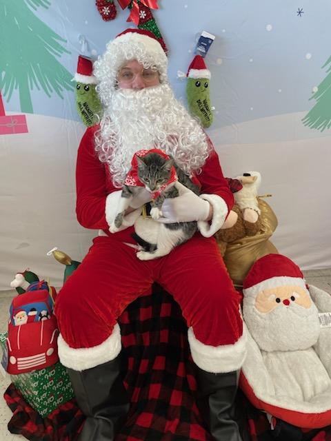 Enlarge Baby aka Callisto, an adopted mixed breed in San Jose, CA image 3/4