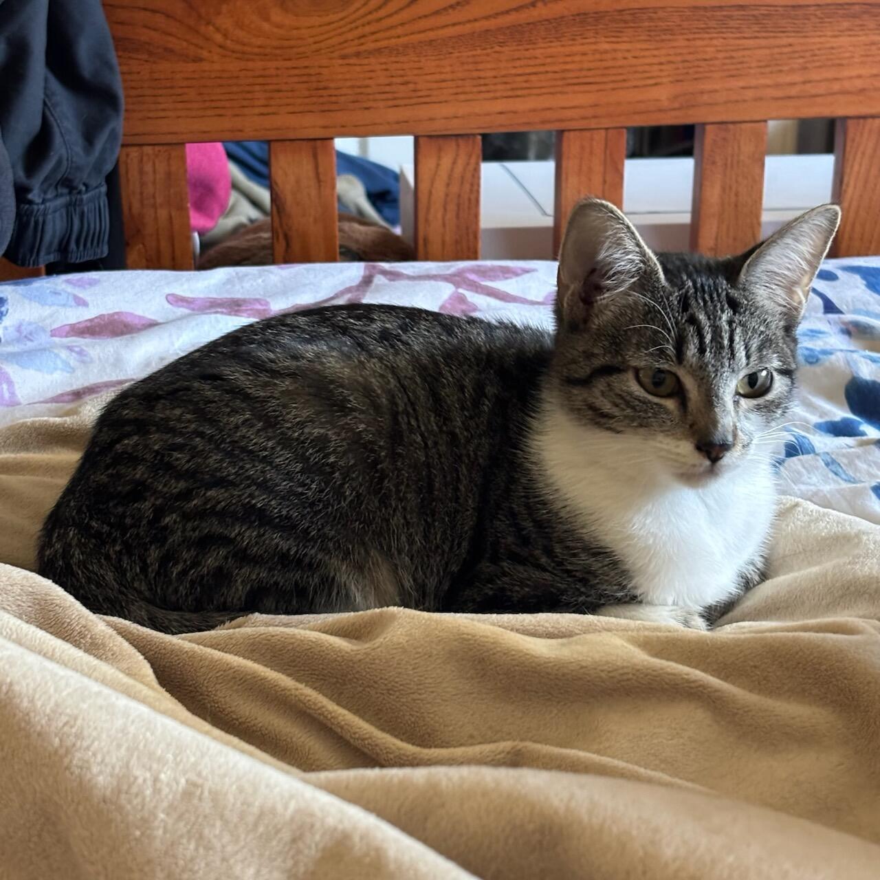 Enlarge Baby aka Callisto, an adopted mixed breed in San Jose, CA image 2/4