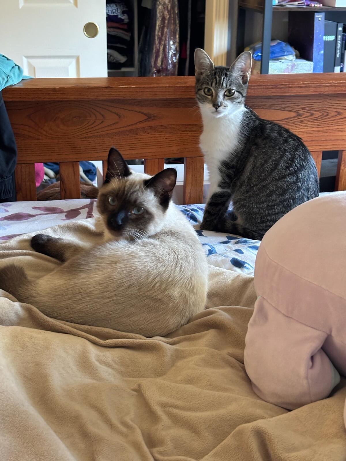 Baby aka Callisto, adopted, Young Female Tabby.