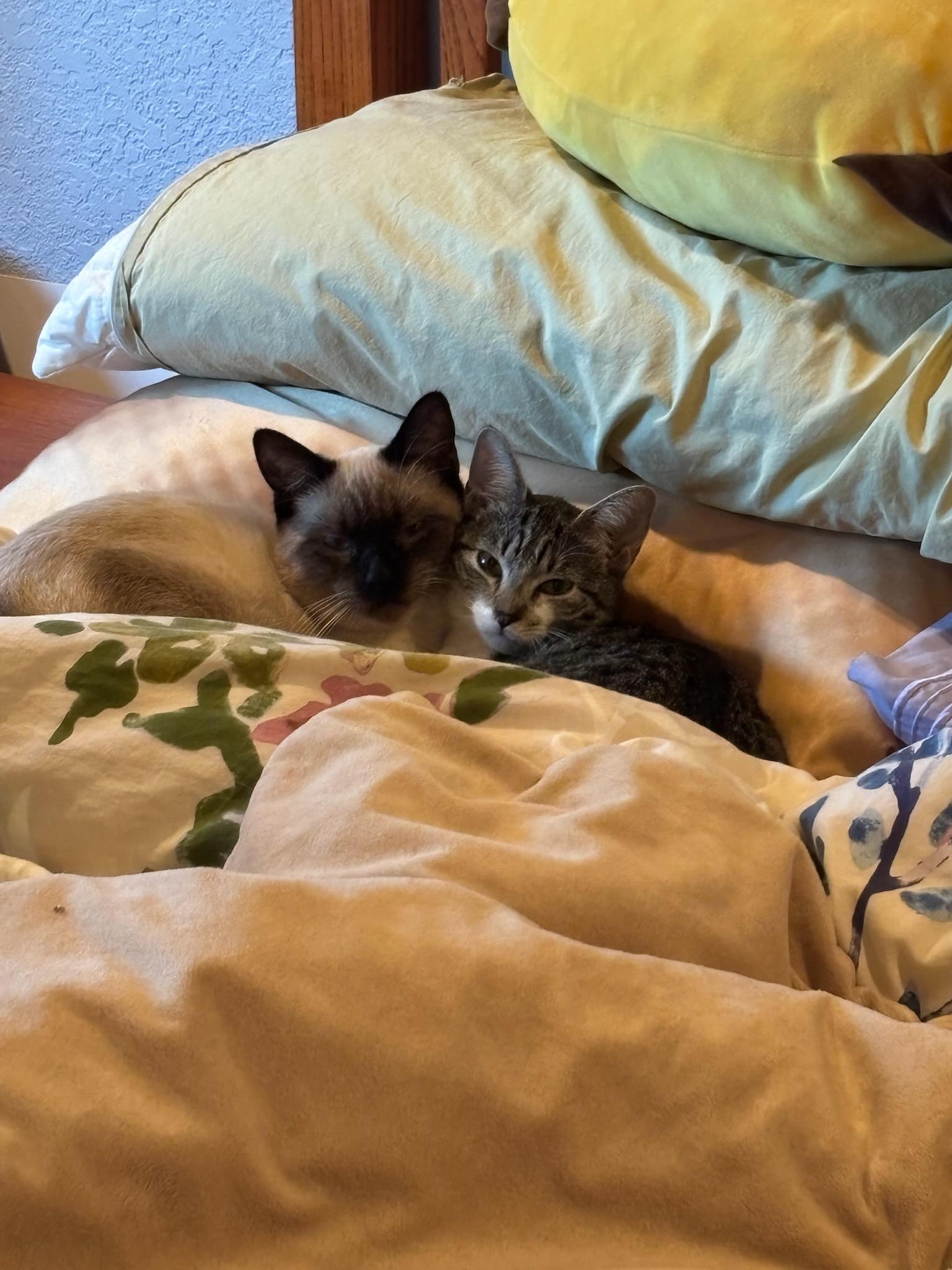 Enlarge Baby aka Callisto, an adopted mixed breed in San Jose, CA image 4/4