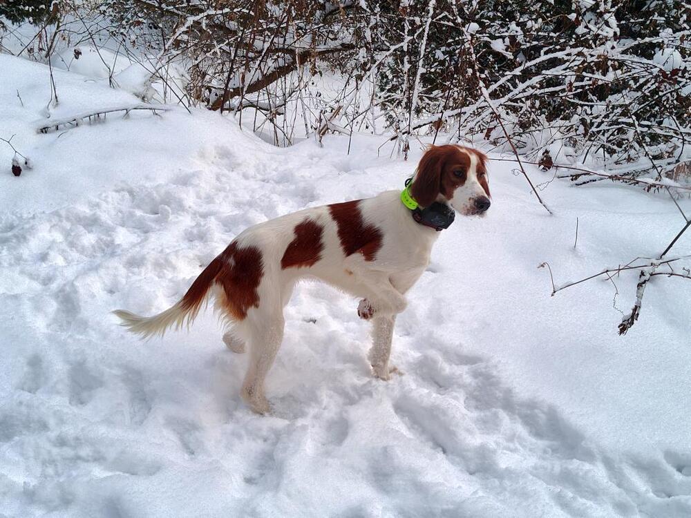 Available - Juliette, Adoptable, Young Female Irish Setter.