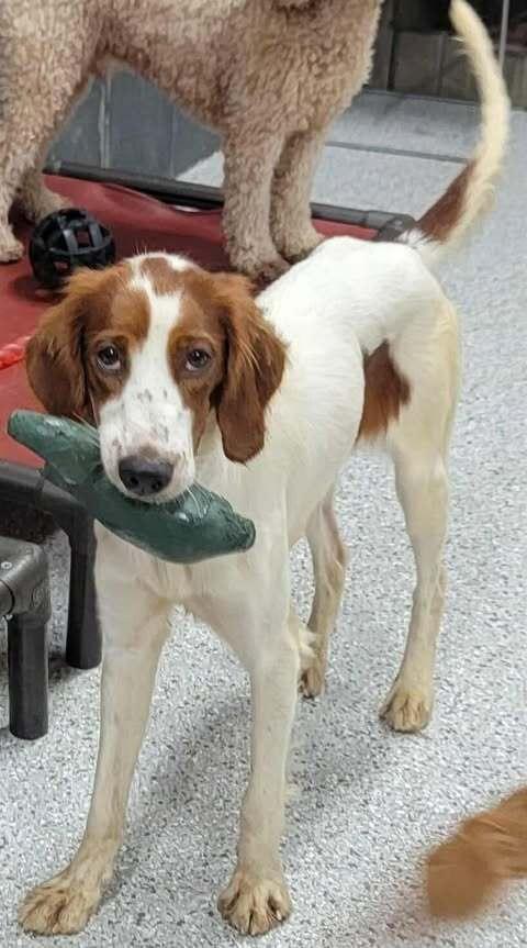 Enlarge Available - Juliette, a Adoptable Irish Setter in Havertown, PA image 2/6