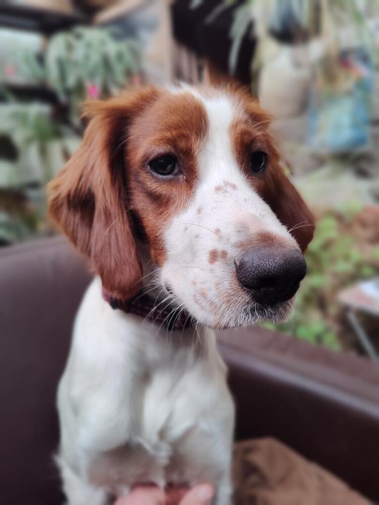 Enlarge Available - Juliette, a Adoptable Irish Setter in Havertown, PA image 3/6