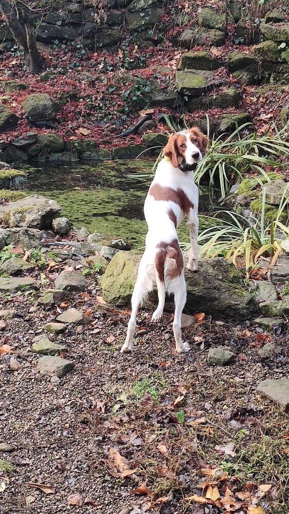 Enlarge Available - Juliette, a Adoptable Irish Setter in Havertown, PA image 5/6