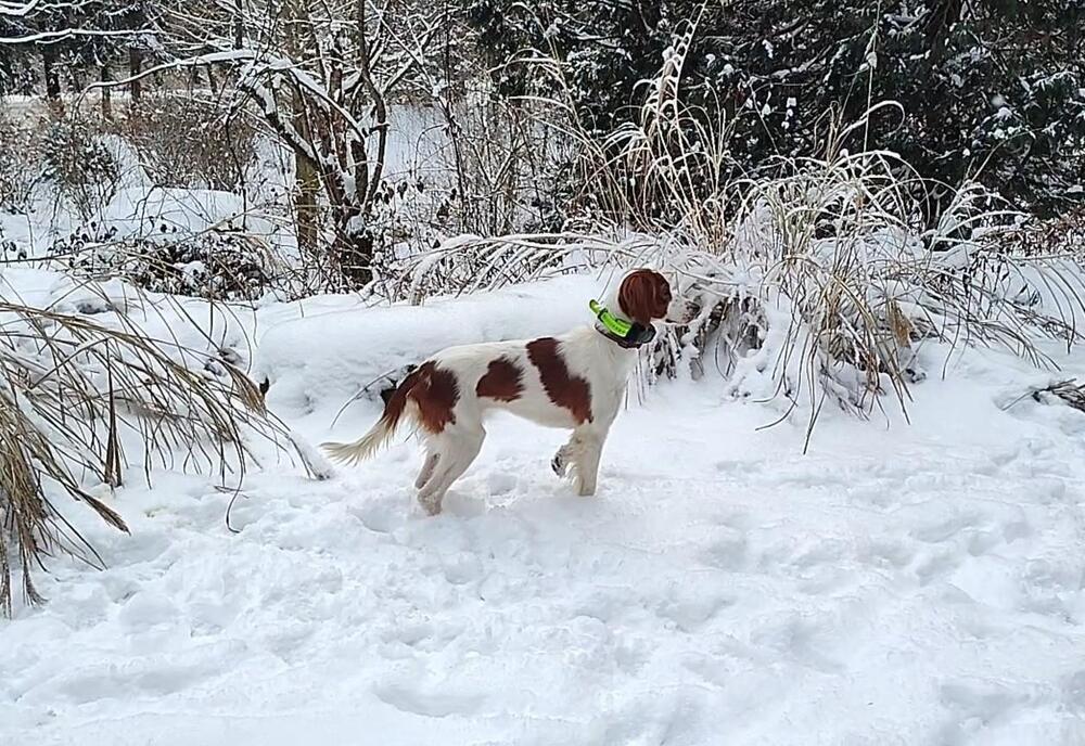 Enlarge Available - Juliette, a Adoptable Irish Setter in Havertown, PA image 6/6