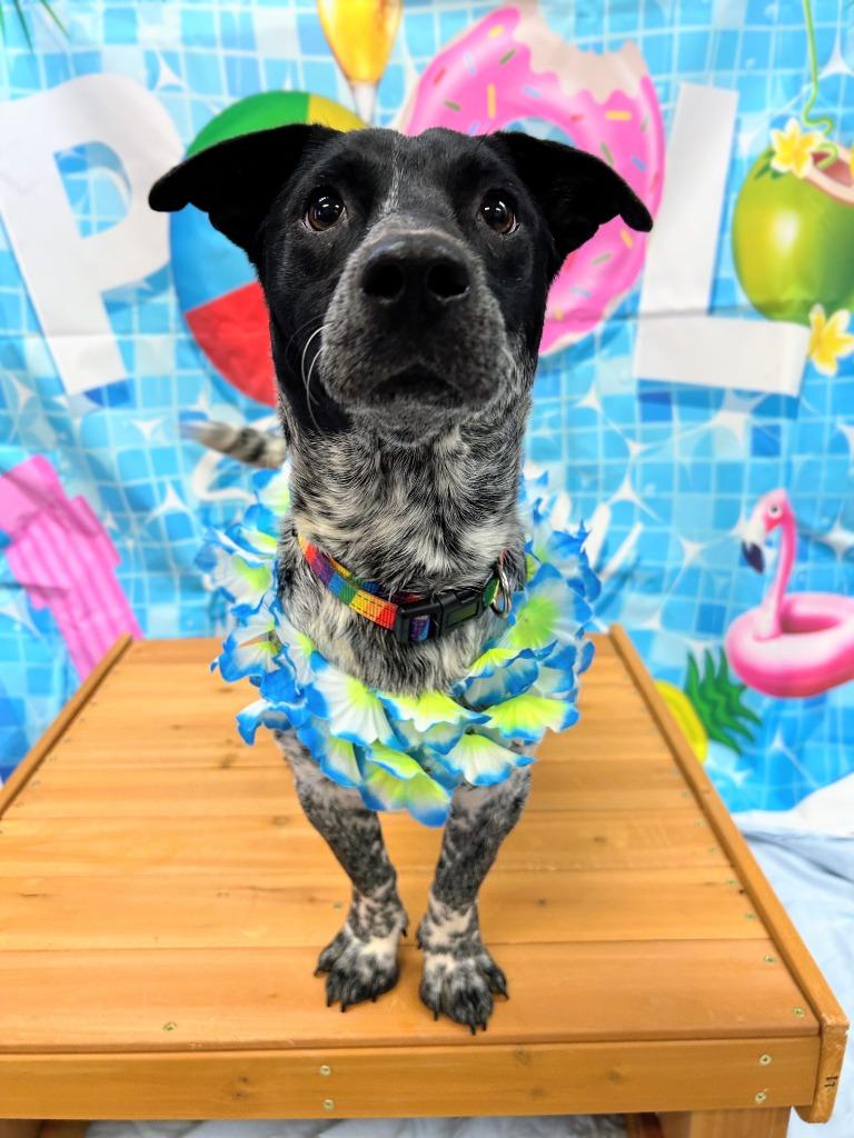 Angus, Adoptable, Puppy Male Corgi & Australian Cattle Dog / Blue Heeler.