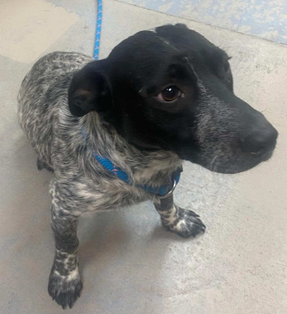 Angus, a Adoptable mixed breed in Bryant, AR image 2/6