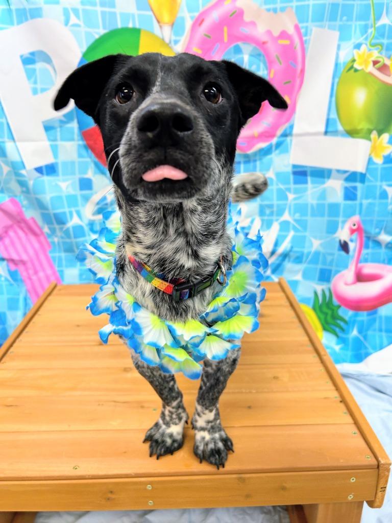 Angus, a Adoptable mixed breed in Bryant, AR image 3/6