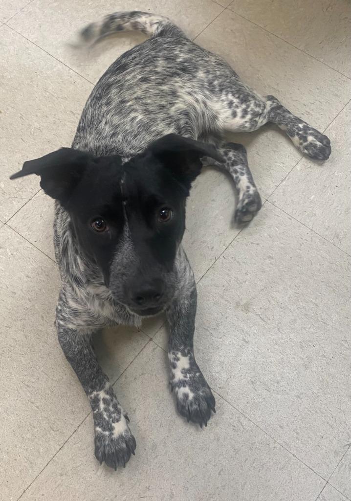 Angus, a Adoptable mixed breed in Bryant, AR image 4/6