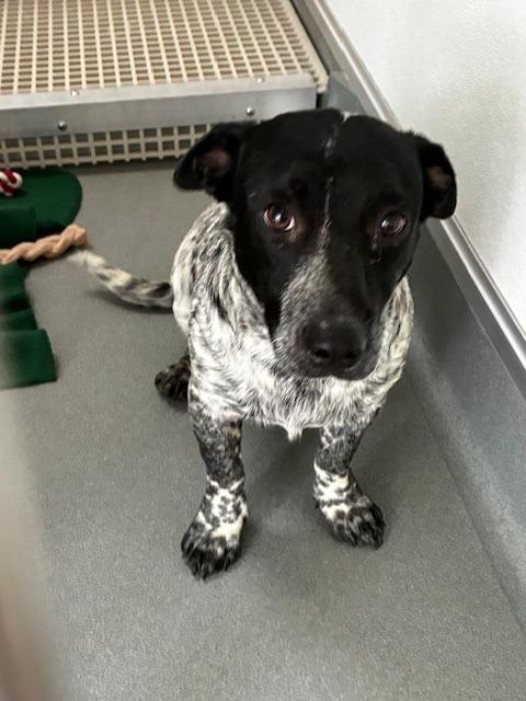 Angus, a Adoptable mixed breed in Bryant, AR image 5/6