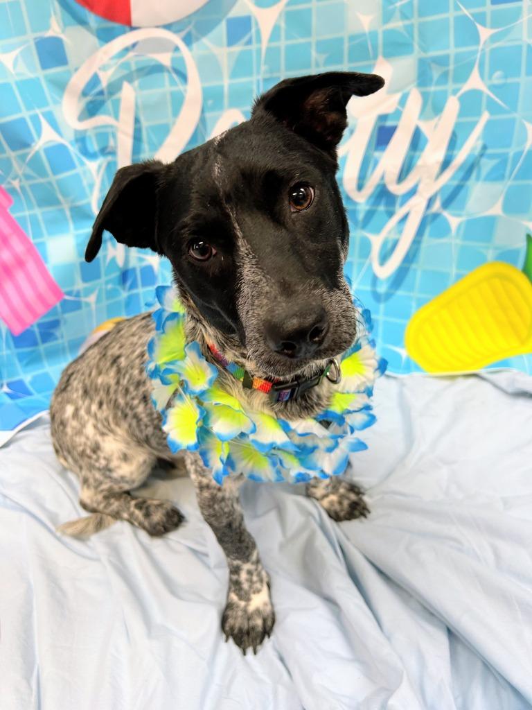 Angus, a Adoptable mixed breed in Bryant, AR image 6/6